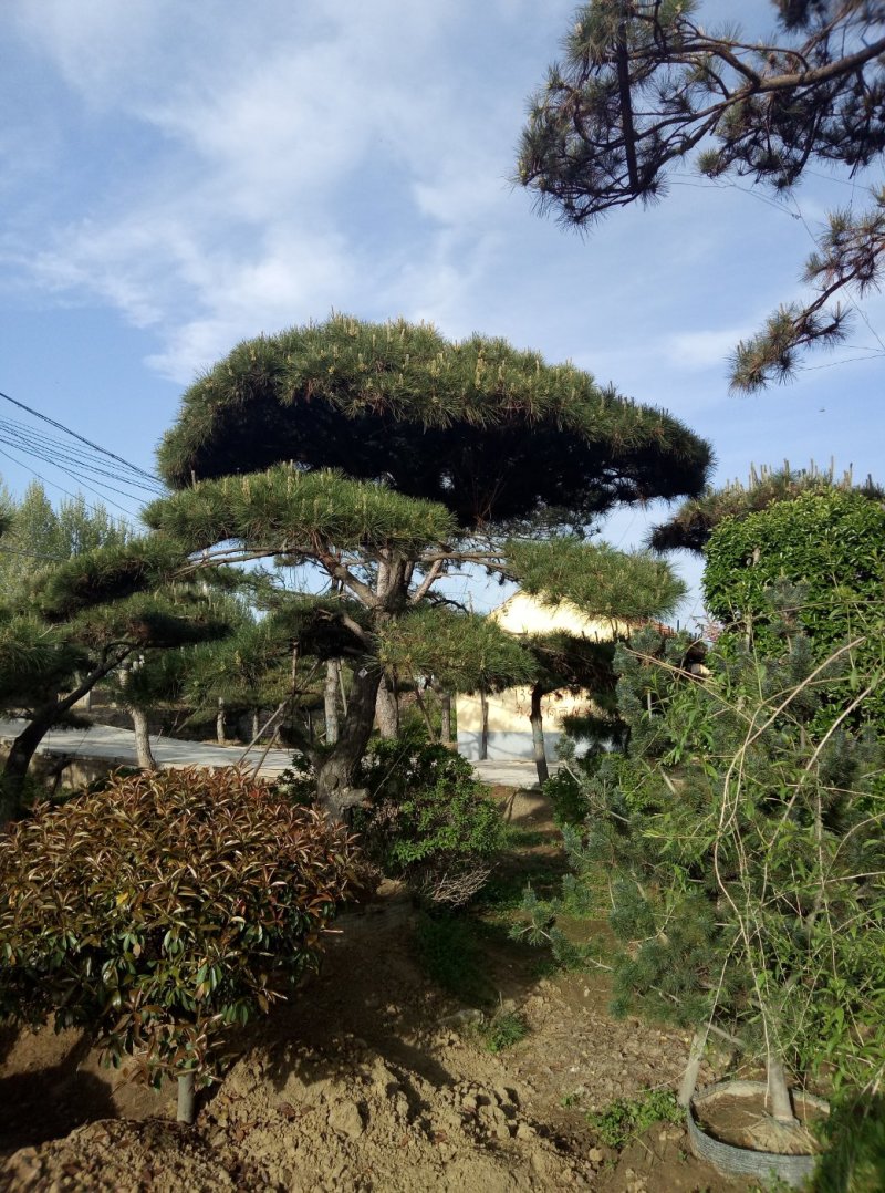 造型松