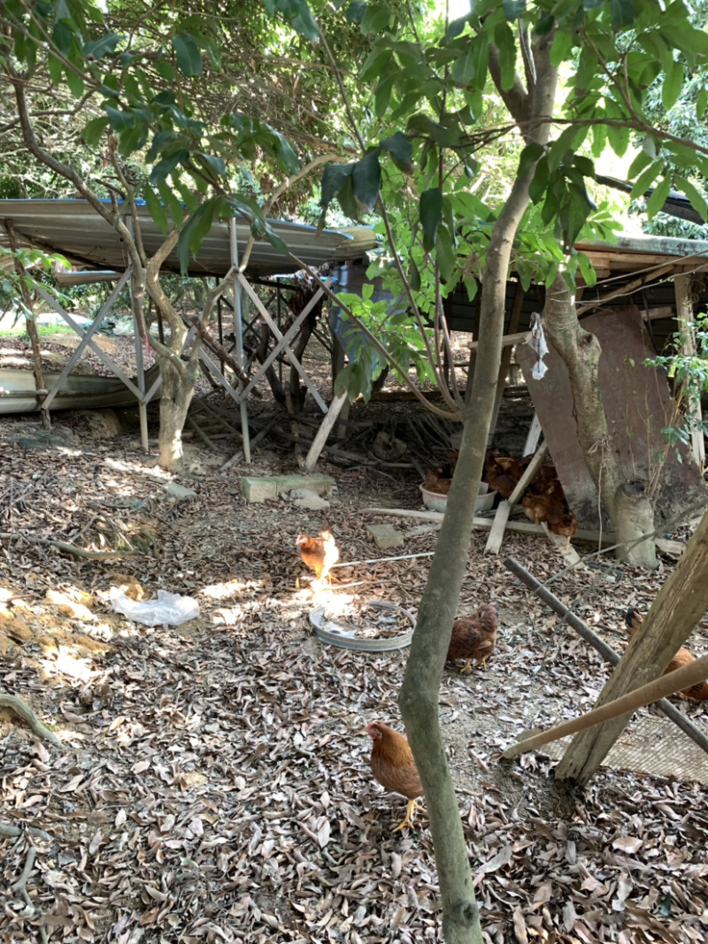 果园走地鸡脆皮鸡批发适合农庄小区网商连锁企业的釆购证齐
