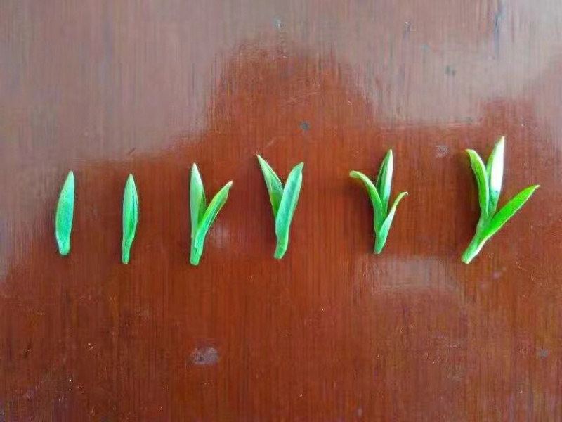 苏州洞庭碧螺春