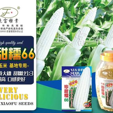超甜糯珍甜66甜糯玉米种子春秋专用品种200克