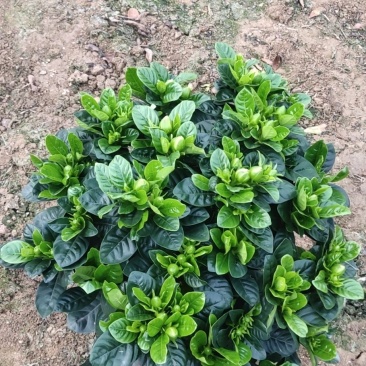 栀子花各种规格，230.单杆，椰糠，进口椰糠基地出货栀子