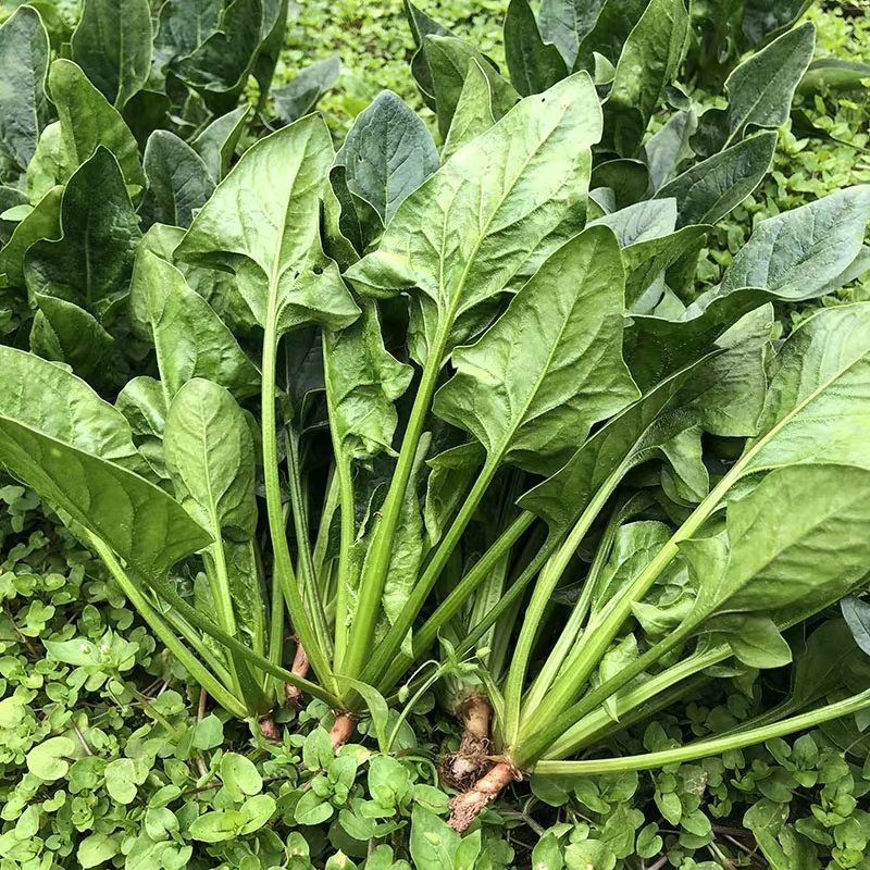 精品万亩菠菜，产地发货对接全国，保质保量视频看货