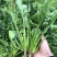 精品万亩菠菜,产地发货对接全国,保质保量视频看货