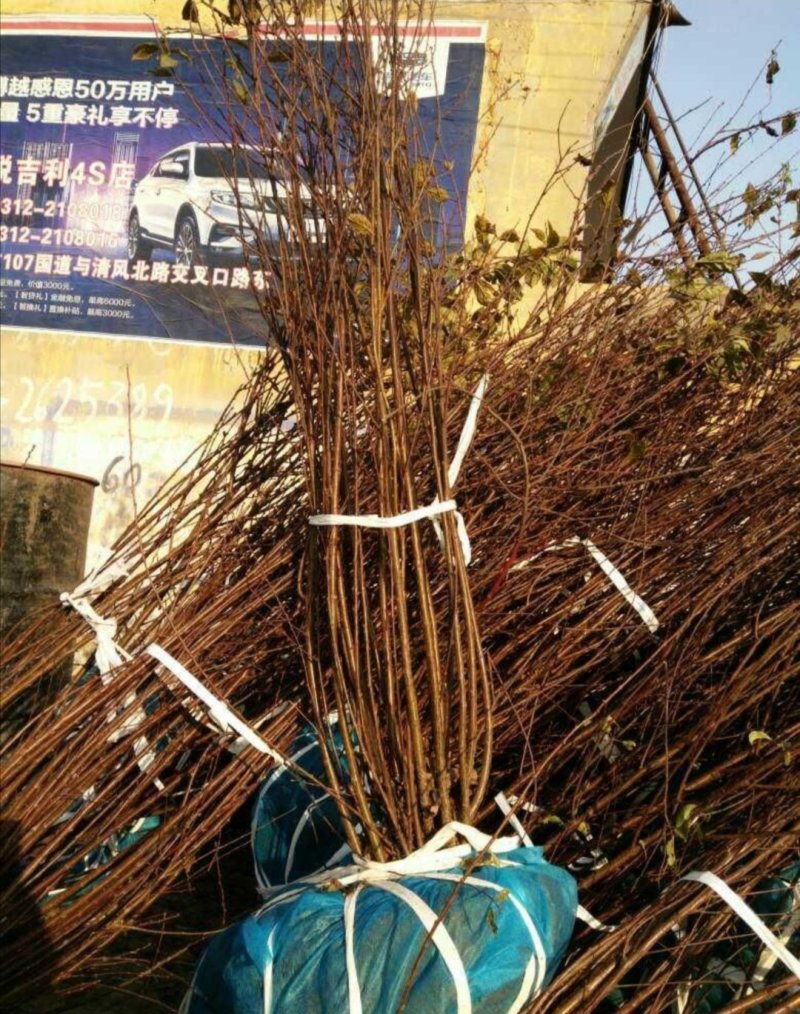 榆叶梅丛生榆叶梅重瓣榆叶梅3--8公分8分枝以上