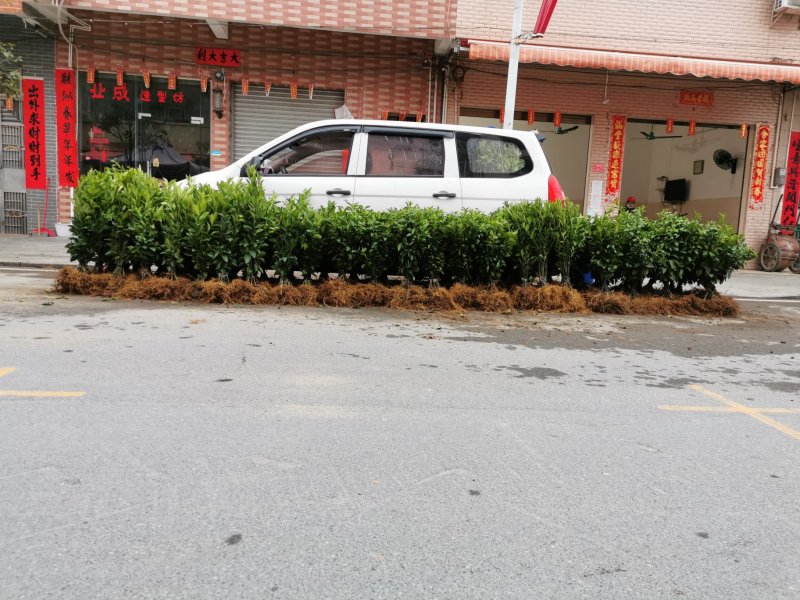 沃柑苗特大沃柑苗产地直销包品种一年挂果假一赔十