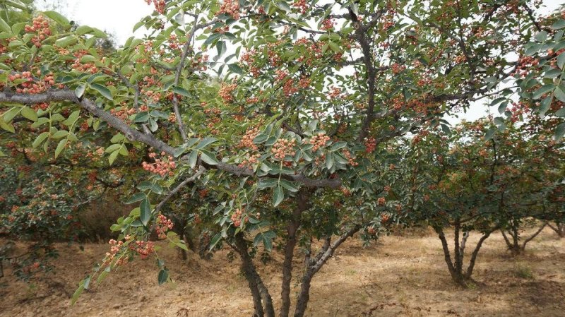 大红袍花椒苗九叶青、狮子头、无刺花椒苗，提供技术指导