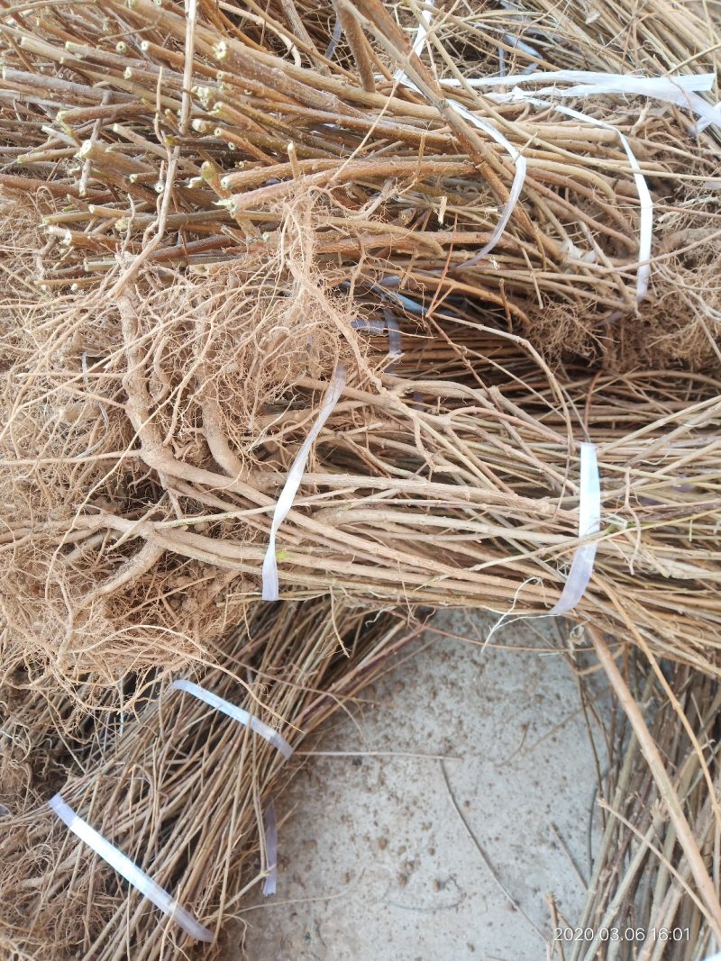 山西种苗基地药用连翘苗大小苗齐全，华北连翘苗产地批发