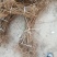 山西种苗基地药用连翘苗大小苗齐全，华北连翘苗产地批发