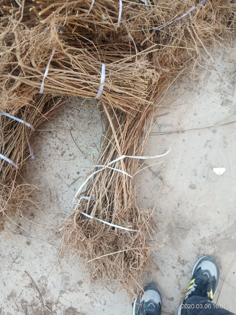 山西种苗基地药用连翘苗大小苗齐全，华北连翘苗产地批发