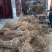 山西种苗基地药用连翘苗大小苗齐全，华北连翘苗产地批发