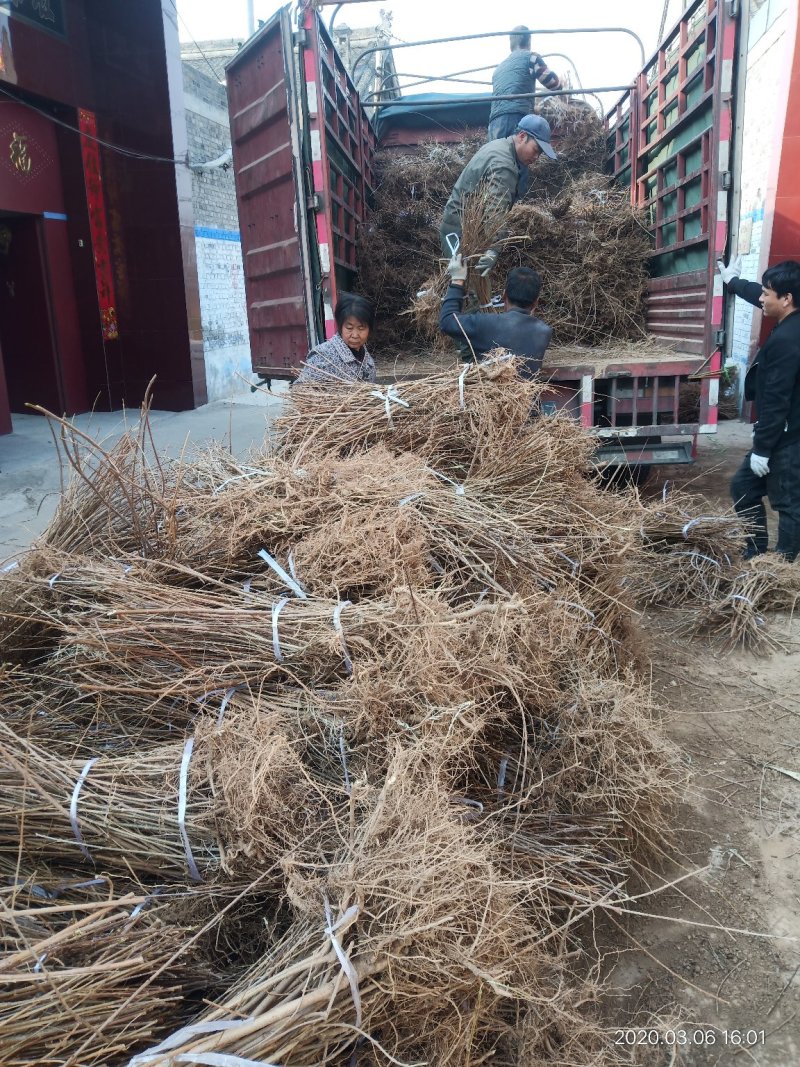 山西种苗基地药用连翘苗大小苗齐全，华北连翘苗产地批发