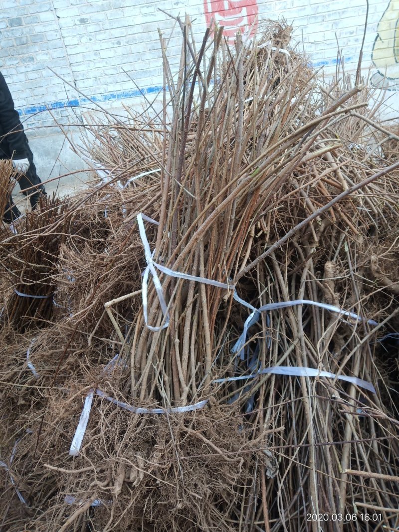 山西种苗基地药用连翘苗大小苗齐全，华北连翘苗产地批发