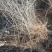 山西种苗基地药用连翘苗大小苗齐全，华北连翘苗产地批发