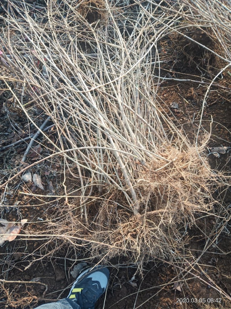 山西种苗基地药用连翘苗大小苗齐全，华北连翘苗产地批发