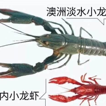【澳洲龙虾苗】澳洲特大种苗淡水龙虾苗澳龙苗