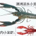 【澳洲龙虾苗】澳洲特大种苗淡水龙虾苗澳龙苗