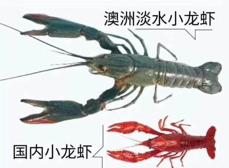 【澳洲龙虾苗】澳洲特大种苗淡水龙虾苗澳龙苗