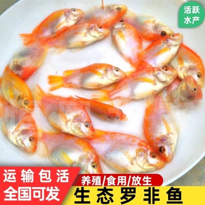 【红罗非鱼苗】、广东红罗非、自产自销，全国发货