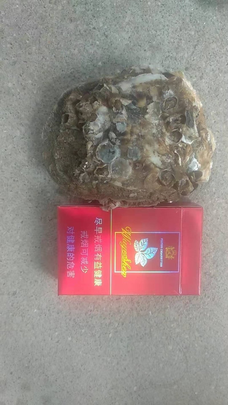 井洲大蚝