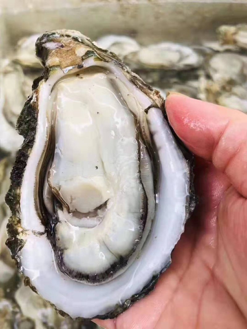 井洲大蚝