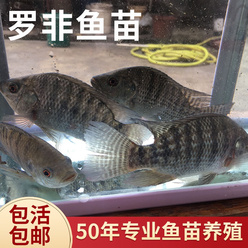 【脆肉罗非鱼】新吉富、海南一号、宝路罗非苗、苏丹一号