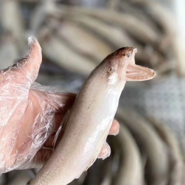 本港豆腐鱼龙头鱼