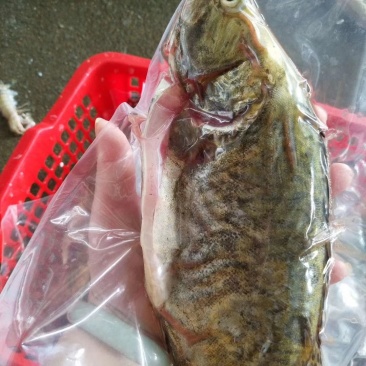 本港桂花鱼