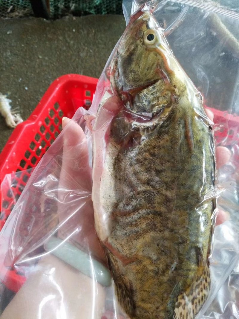 本港桂花鱼