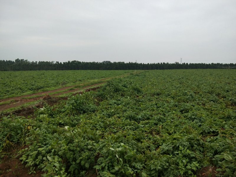 1100亩农业种植基地，可租可售，价格面议