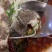 本港龙胆珍珠石斑鱼