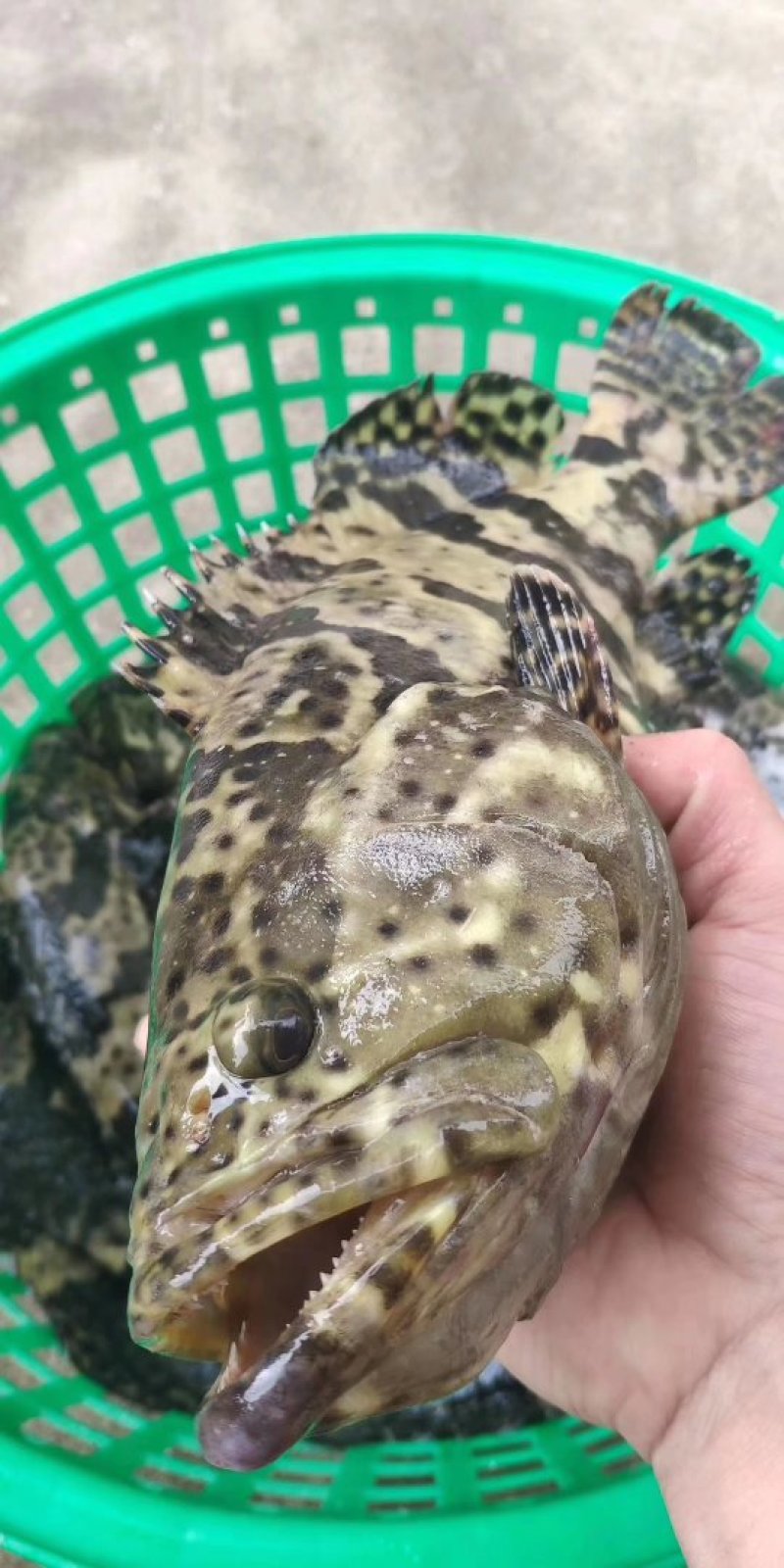 本港龙胆珍珠石斑鱼