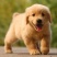 纯种金毛幼犬狗活体金毛寻回犬导盲犬