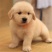 纯种金毛幼犬狗活体金毛寻回犬导盲犬