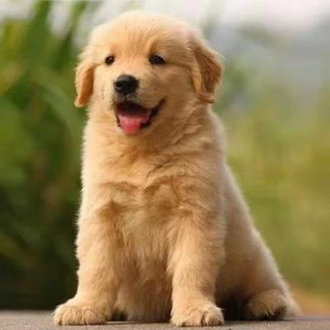 纯种金毛幼犬狗活体金毛寻回犬导盲犬