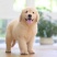纯种金毛幼犬狗活体金毛寻回犬导盲犬