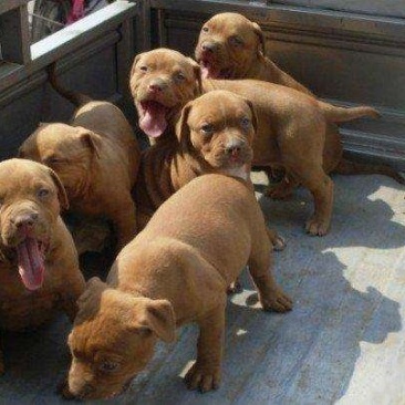 纯种比特犬幼崽狗活体比特狗