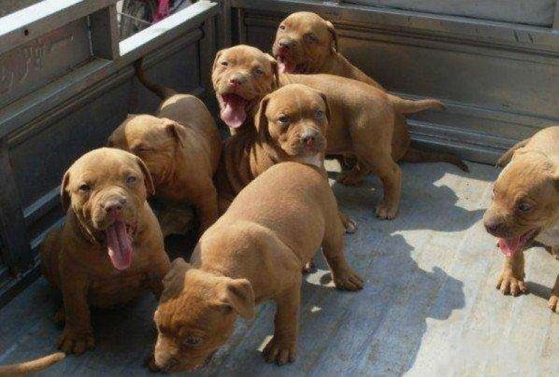 纯种比特犬幼崽狗活体比特狗