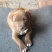纯种比特犬幼崽狗活体比特狗