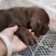 纯种比特犬幼崽狗活体比特狗