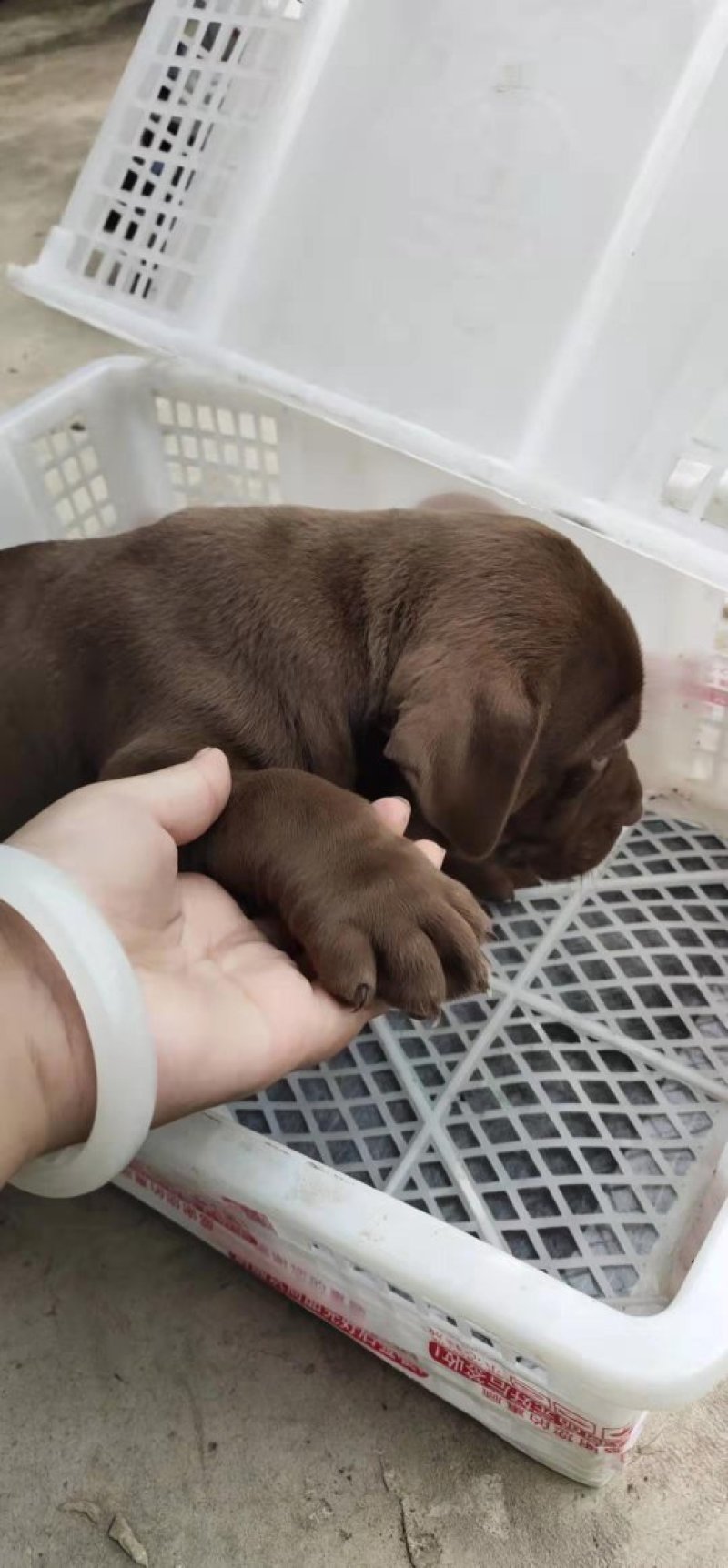 纯种比特犬幼崽狗活体比特狗