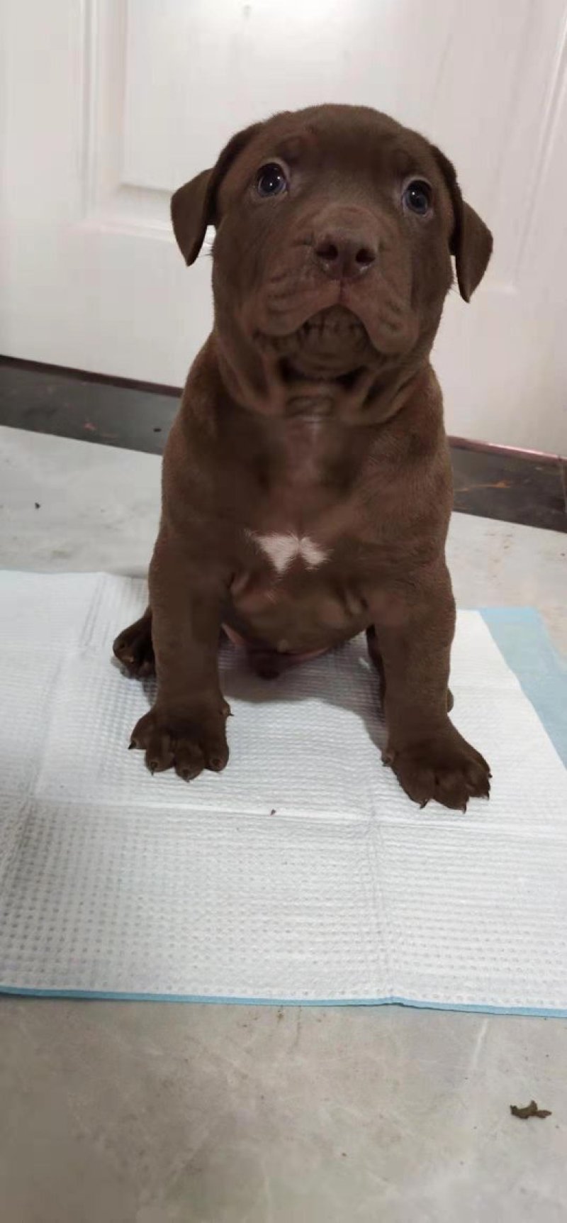 纯种比特犬幼崽狗活体比特狗