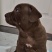 纯种比特犬幼崽狗活体比特狗