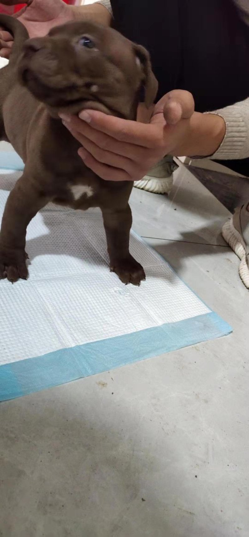 纯种比特犬幼崽狗活体比特狗
