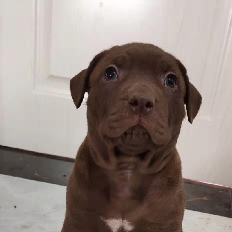 纯种比特犬幼崽狗活体比特狗