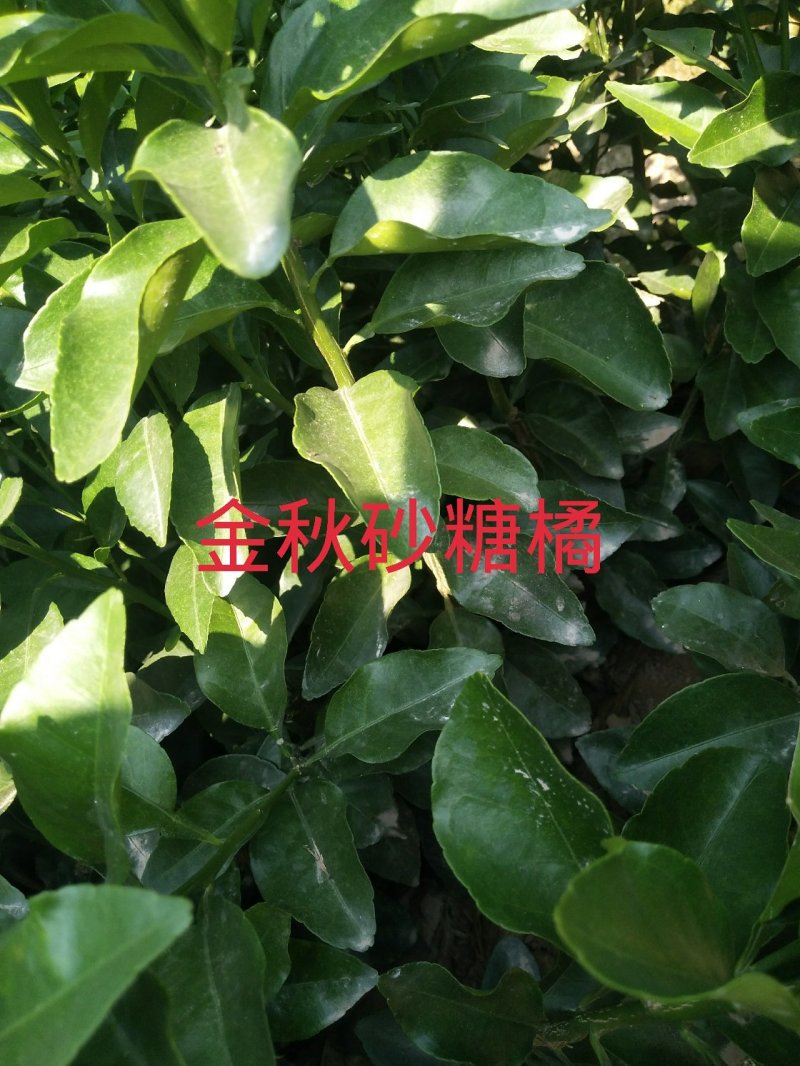 供应各类优质果苗，沃柑苗.金橘.砂糖橘.柚子.红宝石。