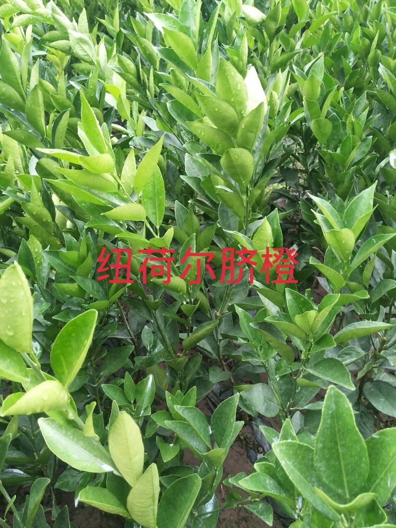 供应各类优质果苗，沃柑苗.金橘.砂糖橘.柚子.红宝石。