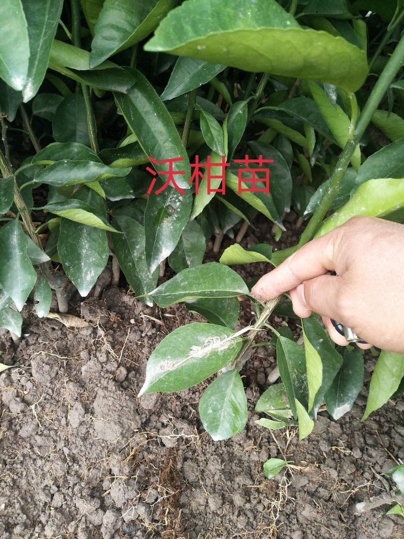 供应各类优质果苗，沃柑苗.金橘.砂糖橘.柚子.红宝石。