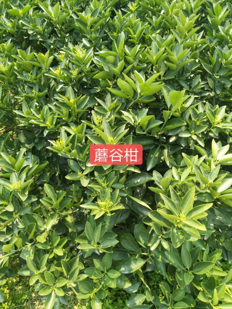 供应各类优质果苗，沃柑苗.金橘.砂糖橘.柚子.红宝石。