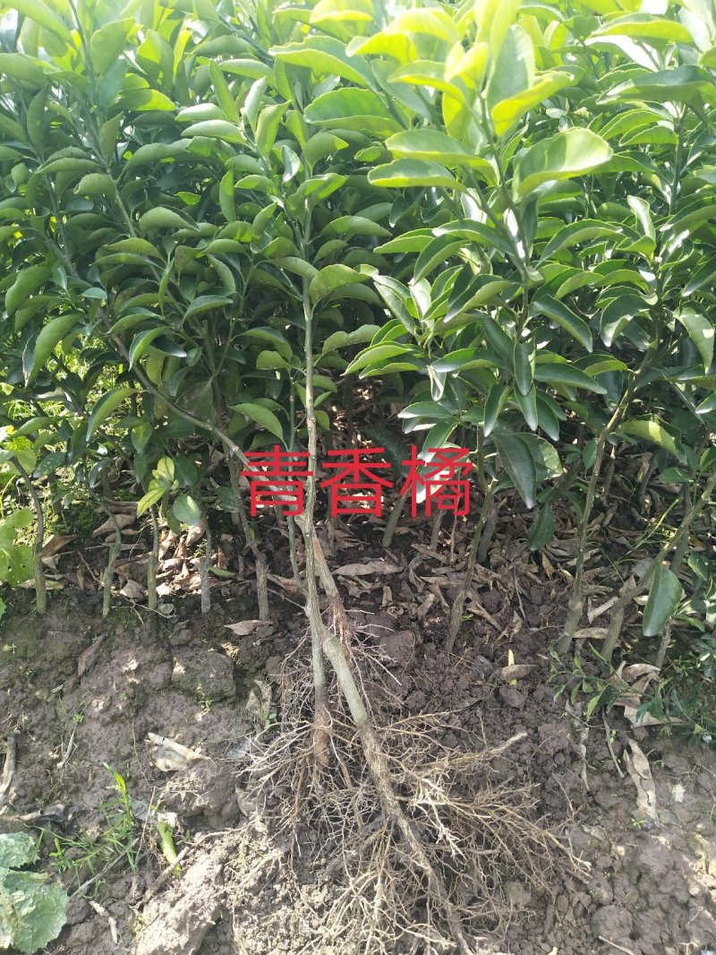 供应各类优质果苗，沃柑苗.金橘.砂糖橘.柚子.红宝石。