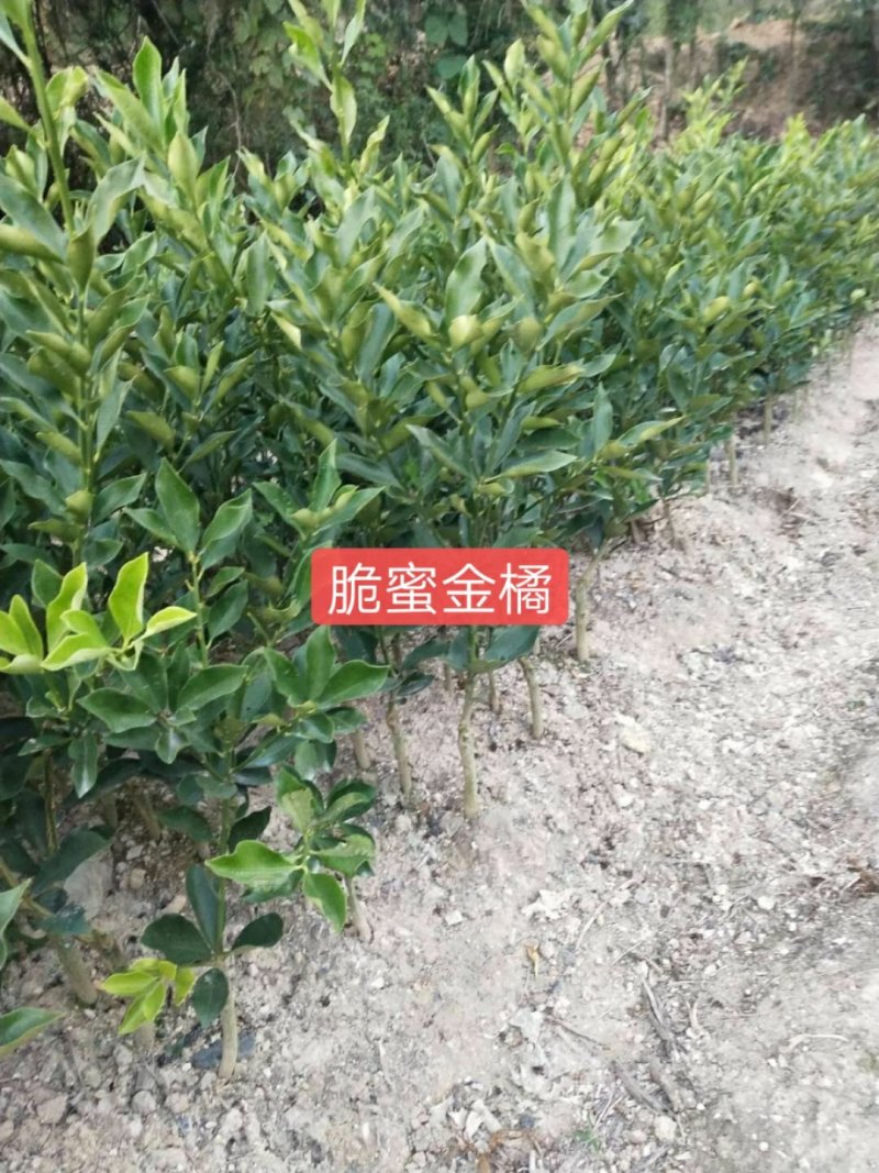供应各类优质果苗，沃柑苗.金橘.砂糖橘.柚子.红宝石。